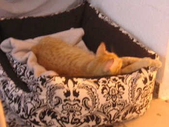 e0115312_1254458.jpg