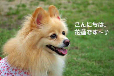 b0075318_8192432.gif