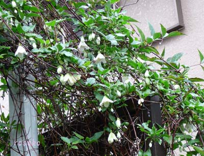 f0059818_22234078.jpg