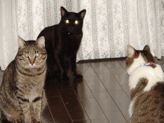 c0136736_20382894.gif