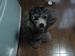 c0136736_2040211.gif