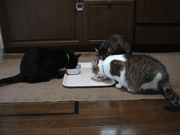 c0136736_20405872.gif
