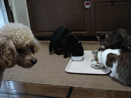 c0136736_20412852.gif