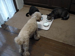 c0136736_20423362.gif