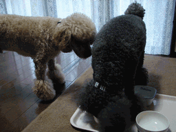 c0136736_20474279.gif