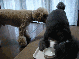 c0136736_2048115.gif