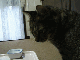 c0136736_20504550.gif