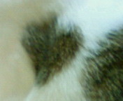 c0052756_1116029.jpg