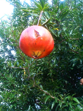 f0054677_9201985.jpg