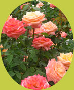 e0147582_2374317.jpg