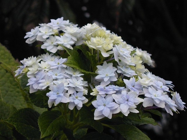 c0125735_152523.jpg