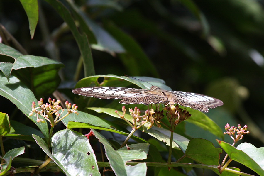 a0094850_7332574.jpg