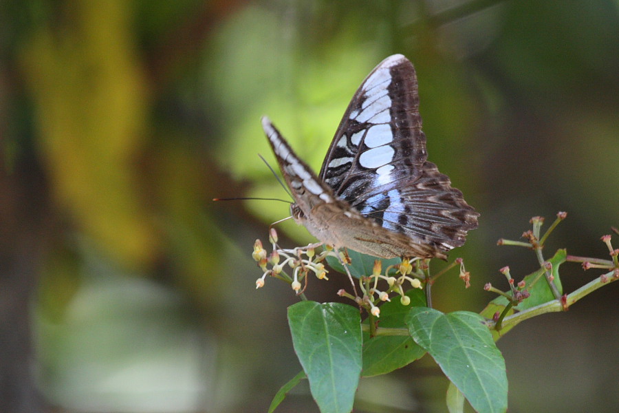 a0094850_7333644.jpg