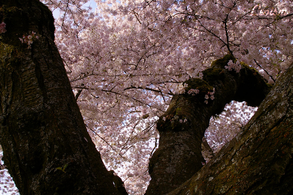 c0080101_1957765.jpg