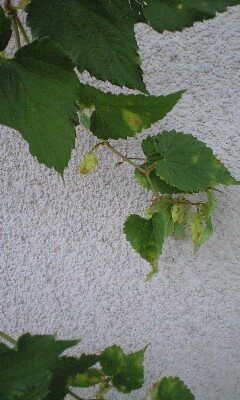 b0083902_16555441.jpg