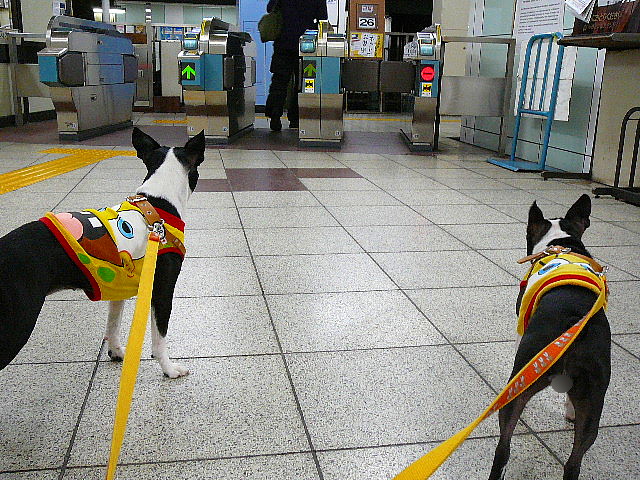 d0070702_1640425.jpg