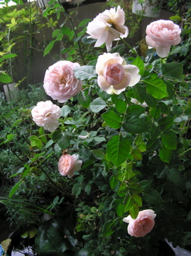 f0128723_23101855.jpg