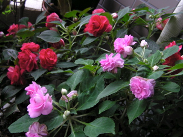 f0128723_23123125.jpg