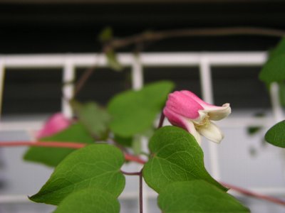 b0031925_10145263.jpg