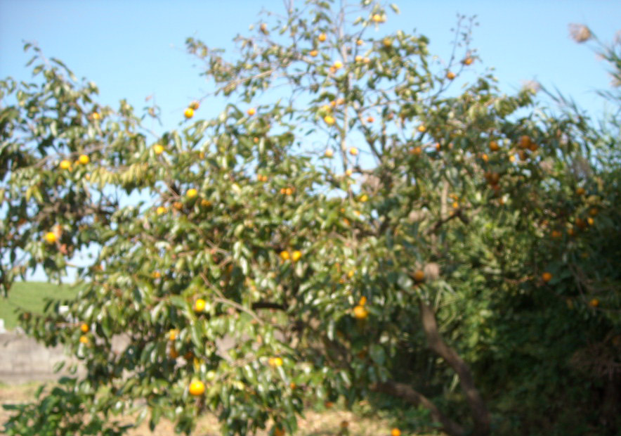 d0137658_7141772.jpg