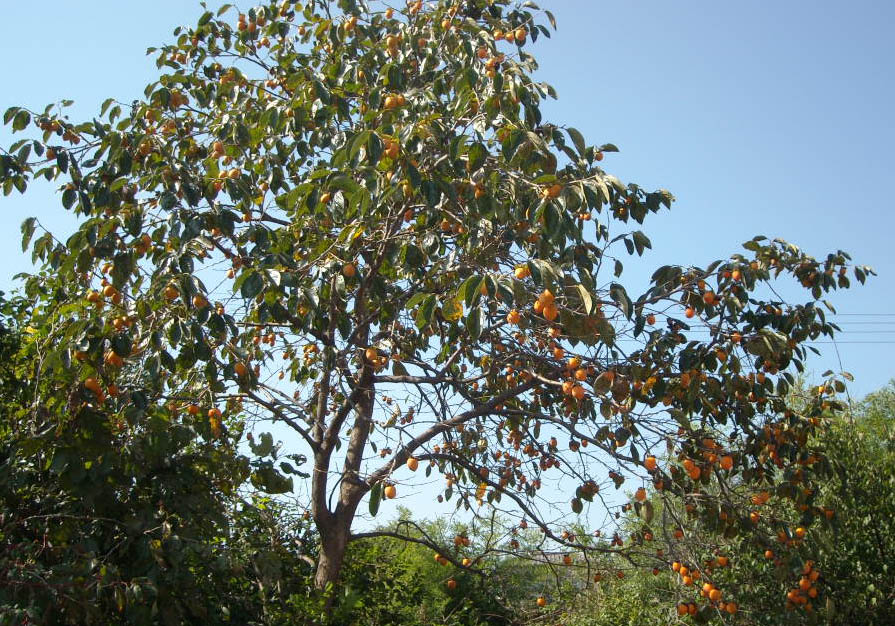 d0137658_7343847.jpg