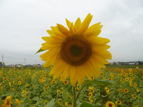 c0165472_8562970.jpg