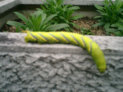 b0118191_193743100.jpg