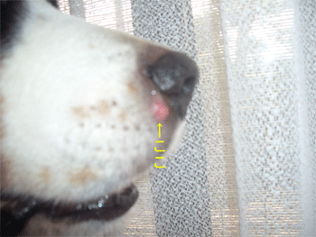 c0143711_18275287.gif