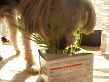 c0143711_1842030.gif