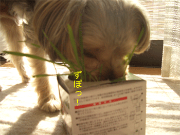 c0143711_1843358.gif