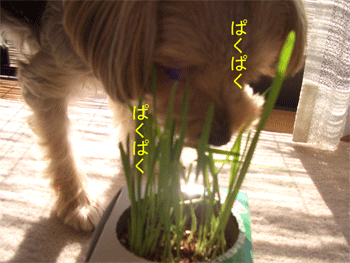 c0143711_184986.gif