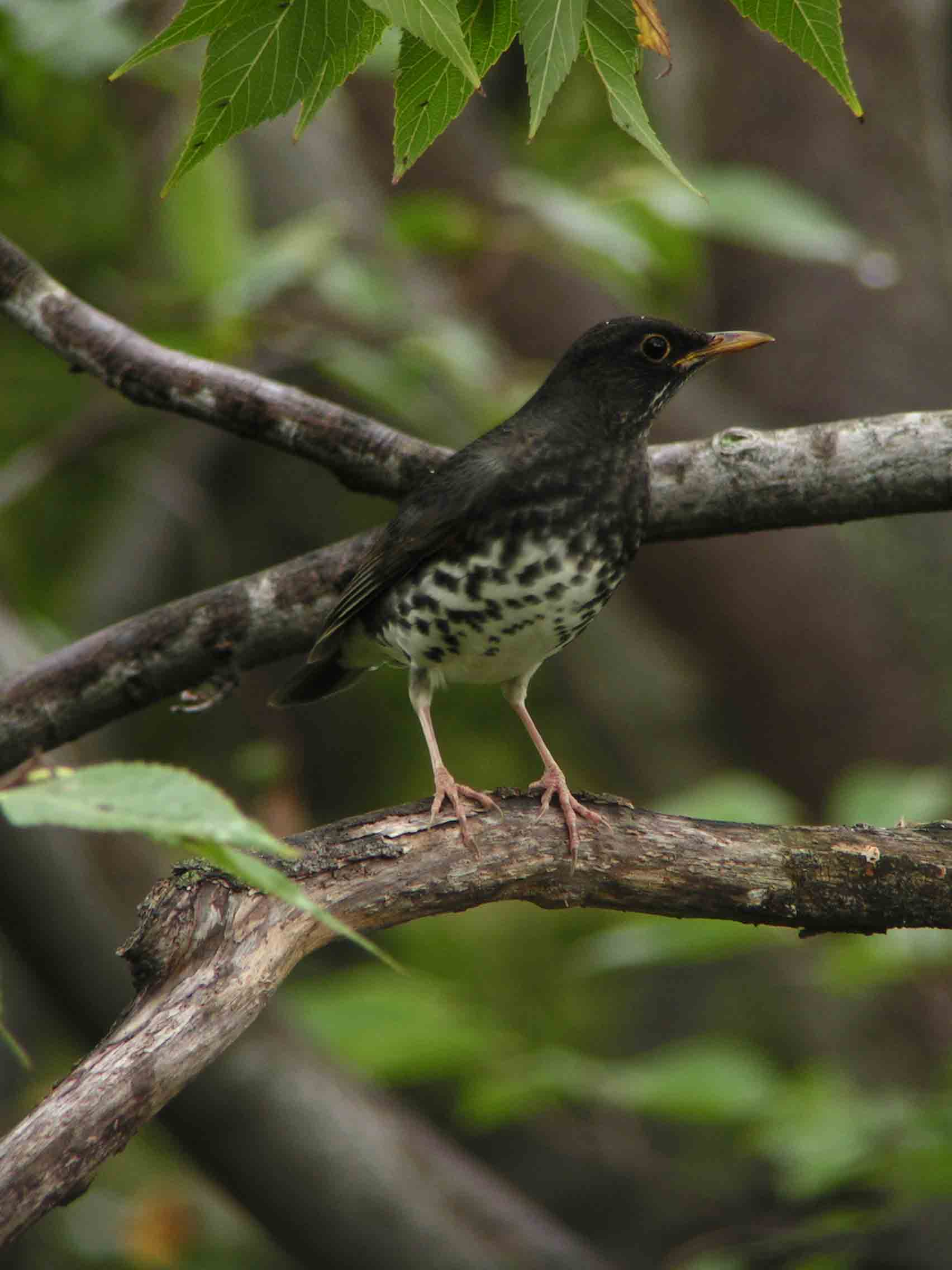 c0001613_652711.jpg