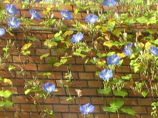 f0149420_16471743.jpg