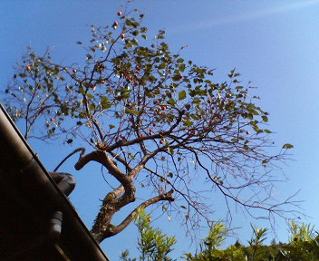 f0036223_852910.jpg
