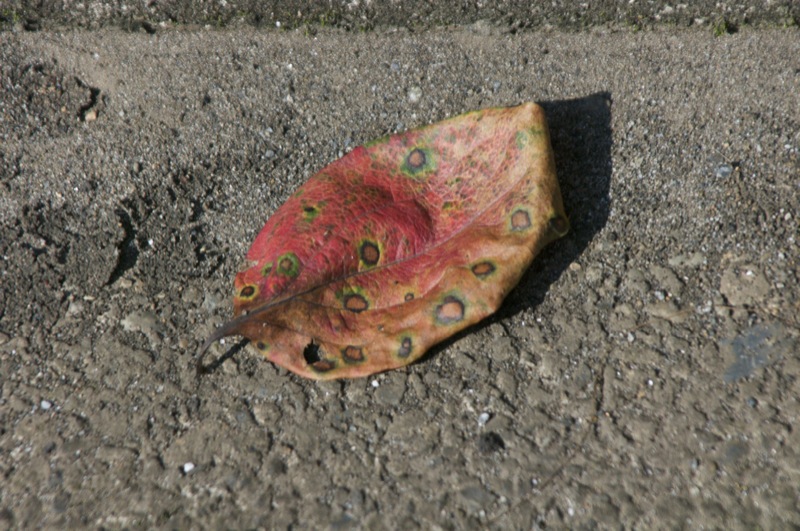 a0011737_22315955.jpg