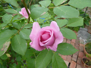 c0052470_14101293.jpg