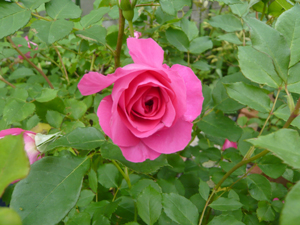c0052470_148171.jpg