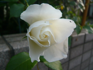 c0052470_1491867.jpg