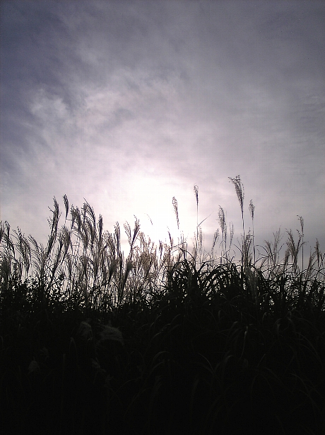 d0129886_138677.jpg
