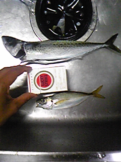 f0191888_233757100.jpg