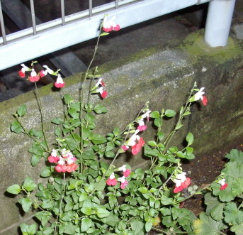 c0138198_16592468.jpg