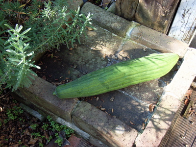 b0099903_1144461.jpg