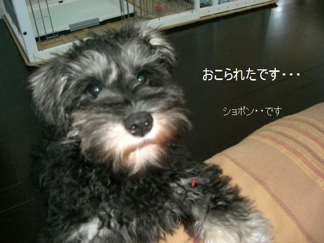 f0197317_1415194.jpg