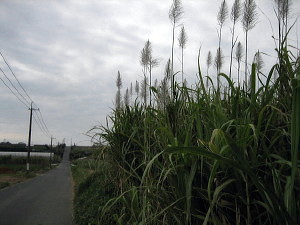 d0107326_22411311.jpg