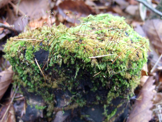 d0086329_2133770.jpg