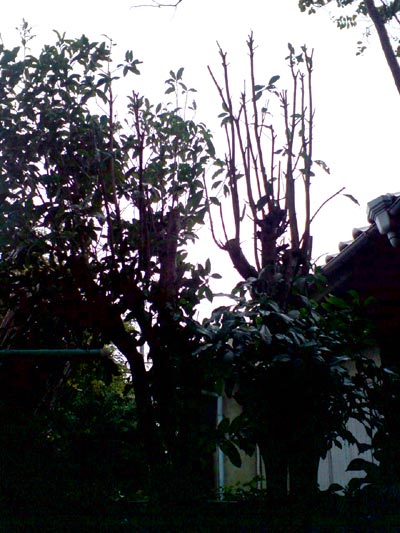 e0034047_1351365.jpg