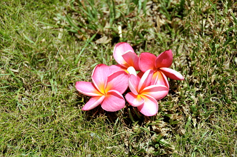 e0050753_2240540.jpg