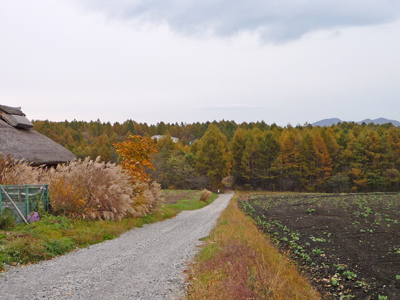 b0045357_84538.jpg