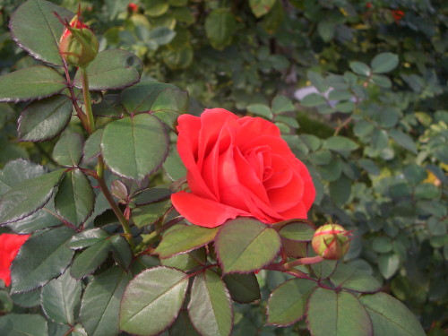 b0118987_551014.jpg