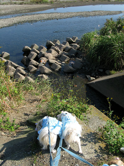 c0011204_1633276.jpg